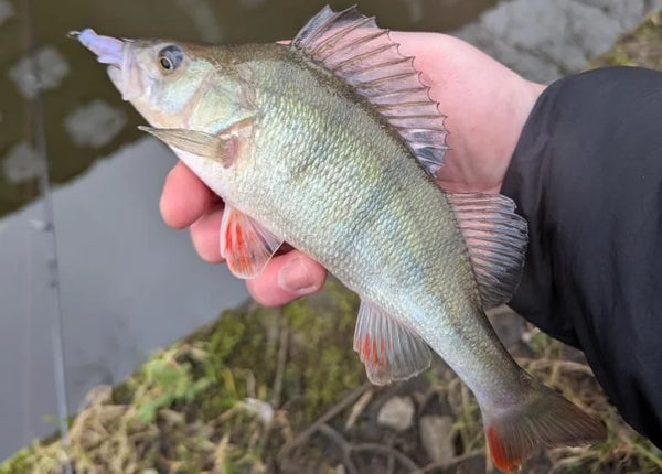 Angler holding a silver fish with fins and scales visible