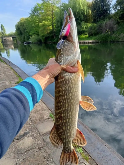 Largemouth bass with crankbait lure attached, gold scales and visible treble hook