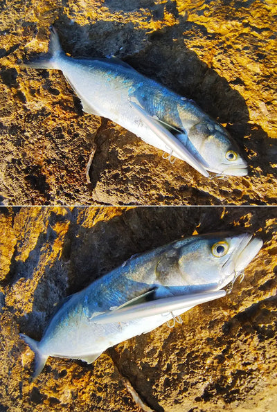 Floating minnow hard body lure, silver-blue body with blue back and treble hooks