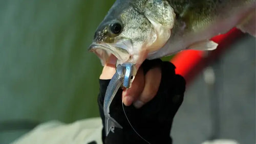 Fish held with fishing line and lure attached, close-up