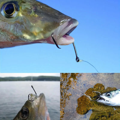 Inline circle hook attached to bait fish, curved shank with sharp barb
