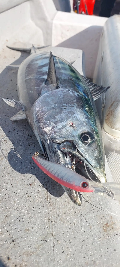 Trolling minnow lure on a caught fish on deck, with treble hook visible