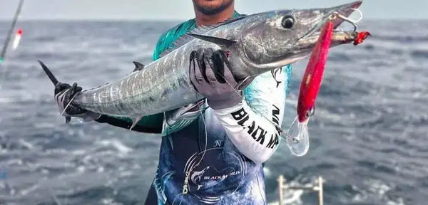 Fish with a red and silver trolling minnow lure in its mouth, treble hooks