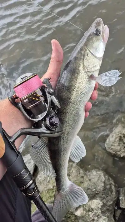 Spinning reel attached to rod as a person holds a silver fish above water