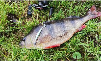 Silver fish on green grass with a red lure hooked near the mouth.