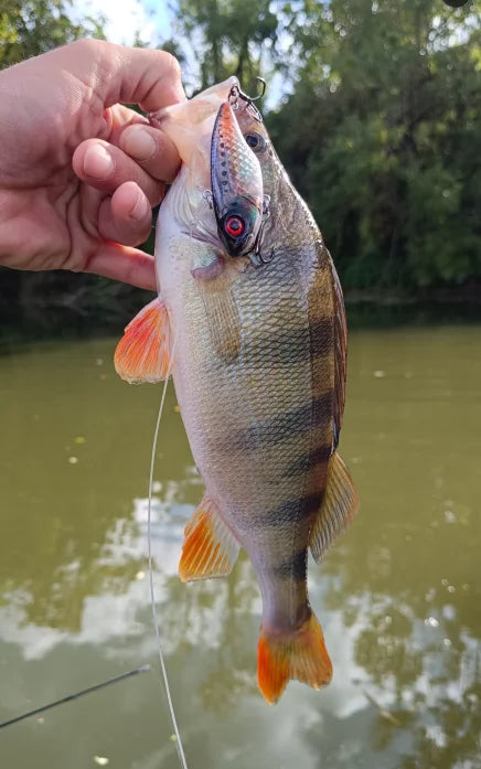 Fish with attached Kingdom VIB sinking hard bait lure, blue patterned body and red eye