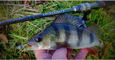 Spinning rod labeled DEXTERITY II with blue fish on grassy ground