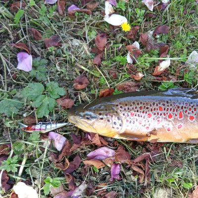 Sinking minnow fishing lure hooked to a trout on grass and leaves