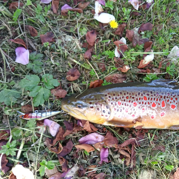 Sinking minnow fishing lure hooked to a trout on grass and leaves