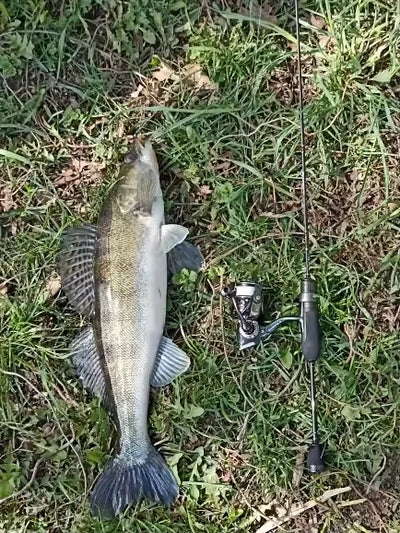 Carp catch with fishing rod and reel on grass; fishing line visible