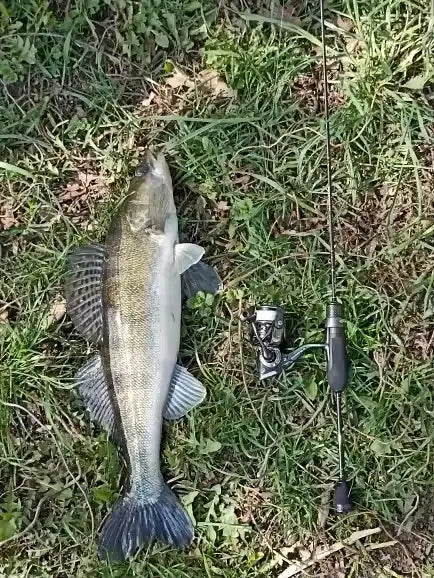 Carp catch with fishing rod and reel on grass; fishing line visible