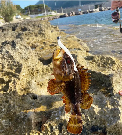 Brown-and-gold T-tail soft plastic shad lure with white tail, on rocky shore