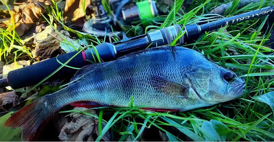Blue fish on grass with fishing lure, outdoors catch photo