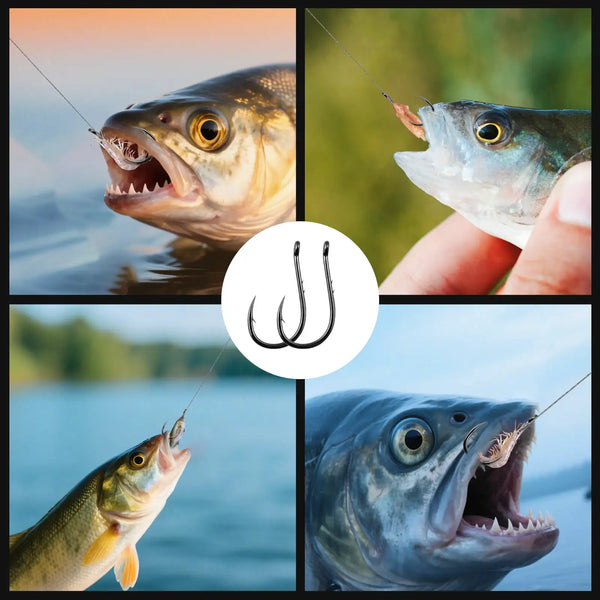 Offset circle baitholder fishing hooks with barbed points, black hooks shown in close-up