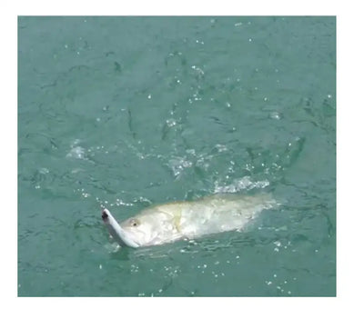 Silver fish swimming just below the water surface