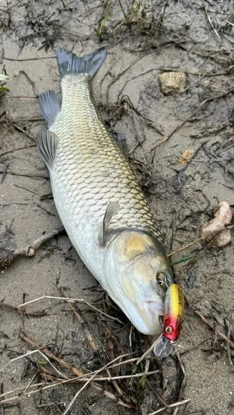 Freshwater fish with micro minnow lure hooked in the mouth