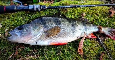Fishing rod lying beside a silver fish on grass, red lure visible