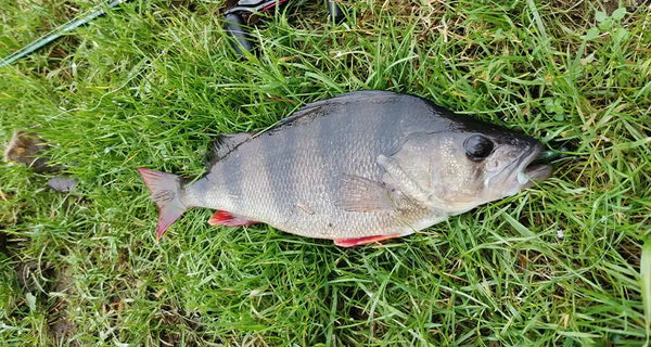 Silver fish lying on grass, showing side fins and a dark eye.
