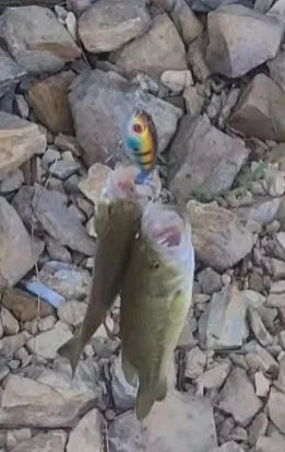 Topwater wobbler lure held above rocks with blue body and red eye