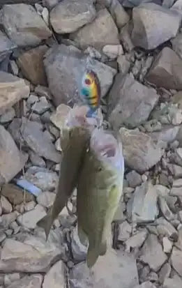 Topwater wobbler lure held above rocks with blue body and red eye