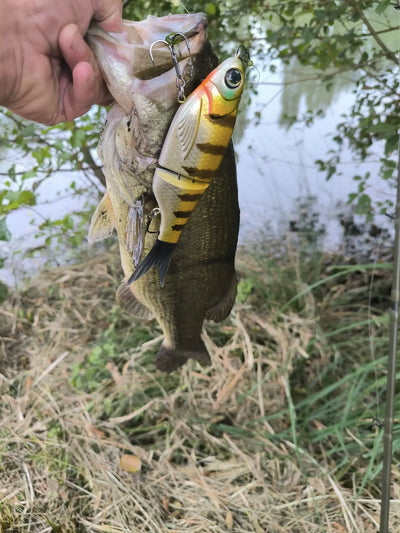Hand holding pike catch with gold-and-black glide swimbait lure attached
