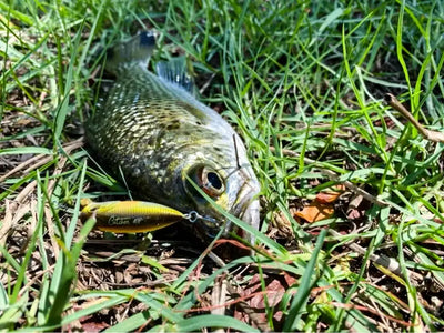 Fishing rod lure with metal treble hooks shown on water and grass near shore