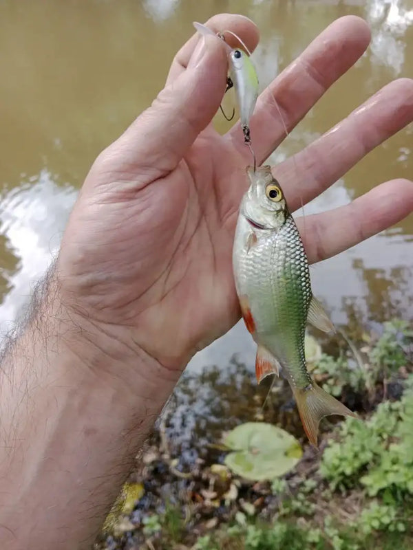 Hand holding micro minnow crankbait lures, green and silver with exposed hooks