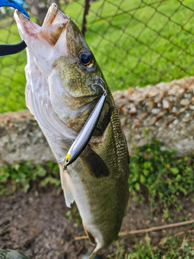 Bass holding a silver and green suspending minnow lure with treble hooks