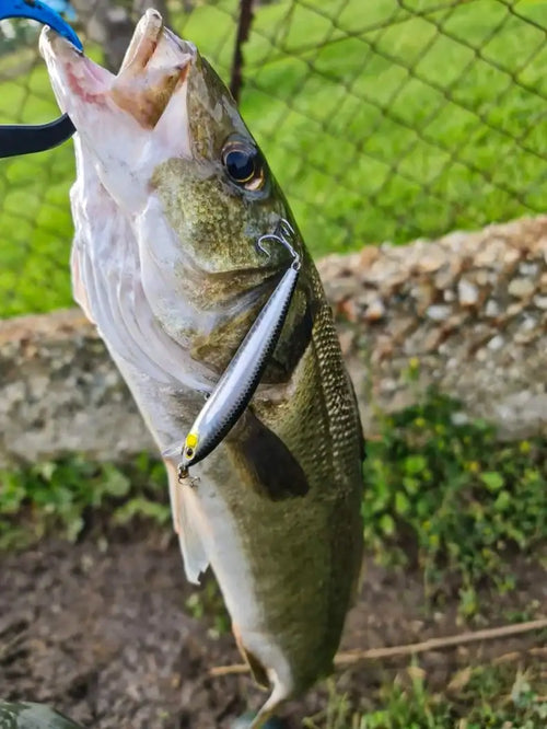 Bass holding a silver and green suspending minnow lure with treble hooks