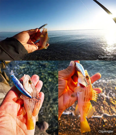 Fish held with a small green-and-yellow minnow crankbait in its mouth, treble hooks