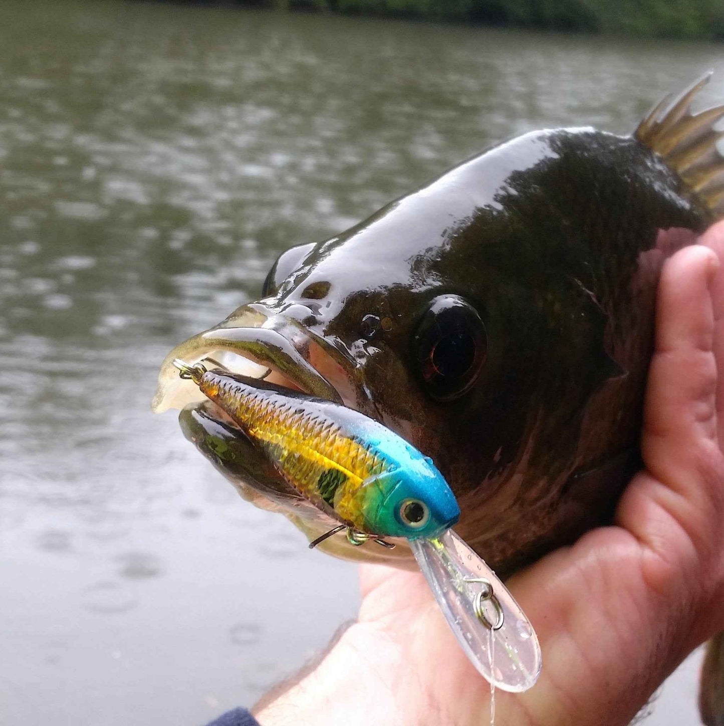 Hand holding a fish with a blue and gold crankbait lure attached