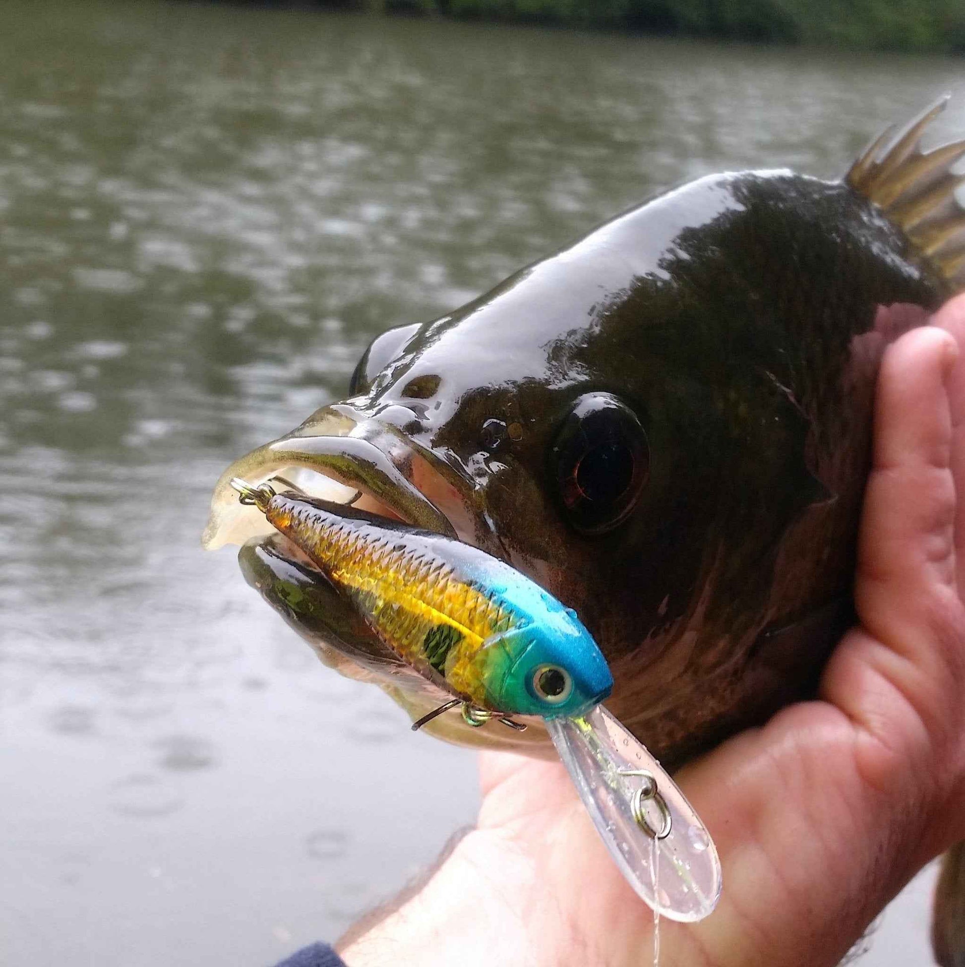 Hand holding a fish with a blue and gold crankbait lure attached