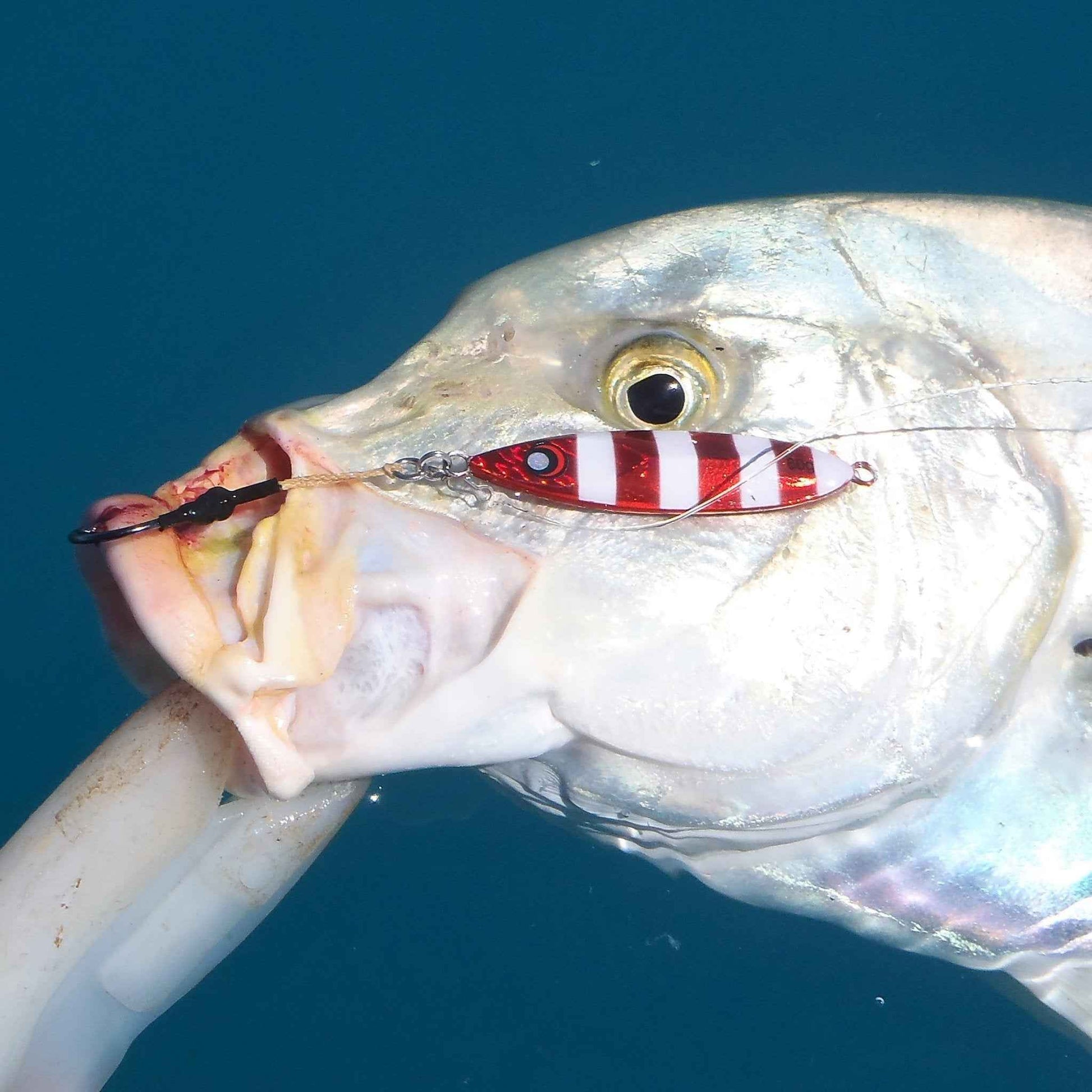 Red-and-white striped metal jig lure with hook, held in a fish mouth