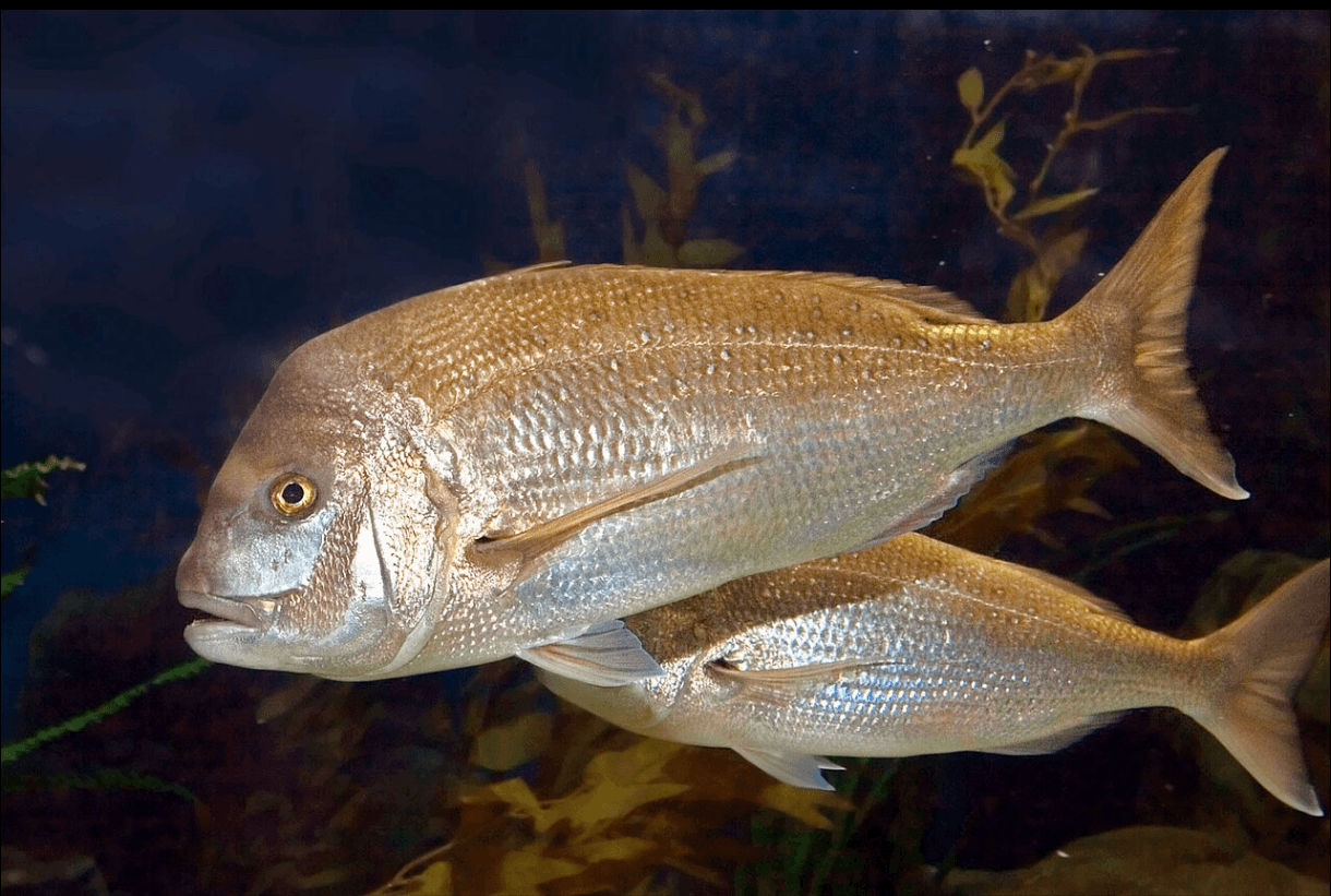 Two silver fish swimming underwater