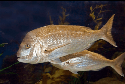 Two silver fish swimming underwater